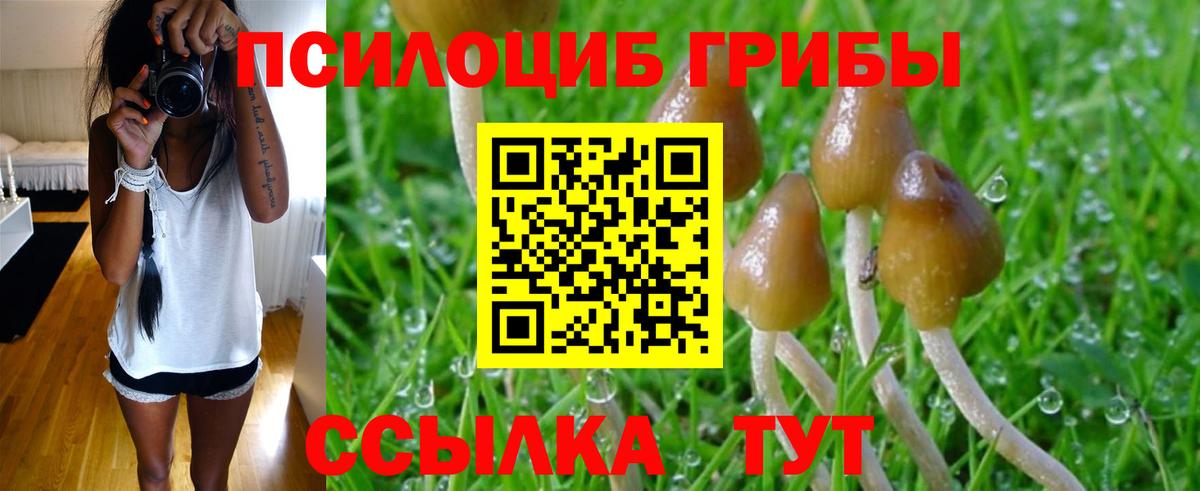 Галлюциногенные грибы Magic Shrooms  Псилоцибиновые грибы прущие грибы  Россошь  Вход с VPN 